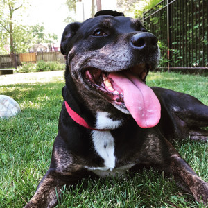 My Spotify profile photo: my dog
